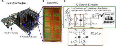 A Biohybrid Setup for Coupling Biological and Neuromorphic Neural Networks